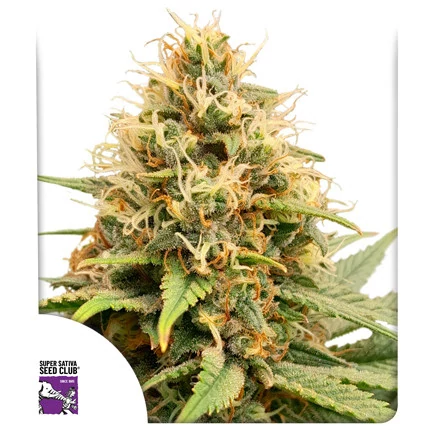 Crystal White Kush (Feminisierte Samen) von Dutch Passion (3er Pack)