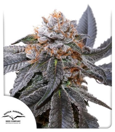 Blue Zushi (Feminisierte Samen) von Dutch Passion (3er Pack)