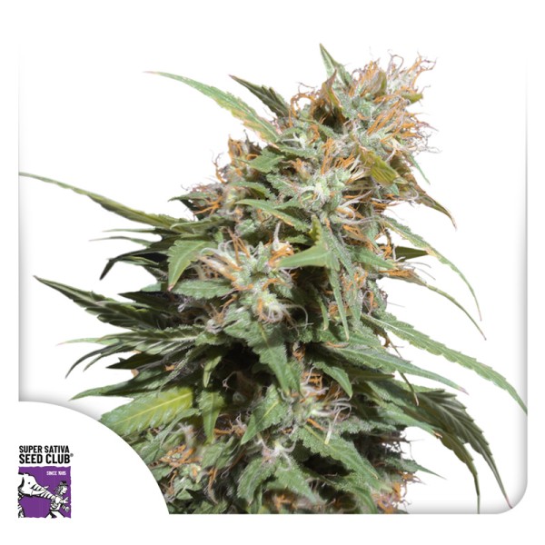 Pineapple Poison (Feminisierte Samen) von Dutch Passion (3er Pack)