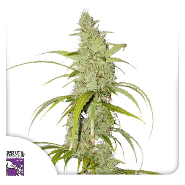 Auto Creeper (Autoflower Samen) von Dutch Passion (3er Pack)