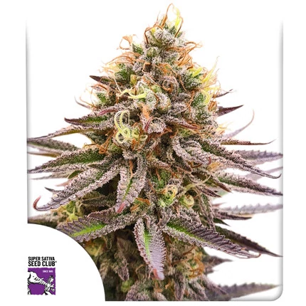 Gorilla Super Glue (Feminisierte Samen) von Dutch Passion (3er Pack)