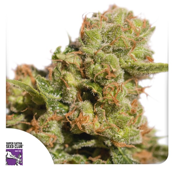 Auto Bruce Lemon Diesel (Autoflower Samen) von Dutch Passion (3er Pack)