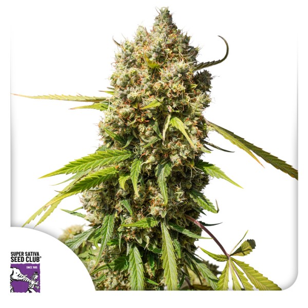 Auto Elephant (Autoflower Samen) von Dutch Passion (3er Pack)