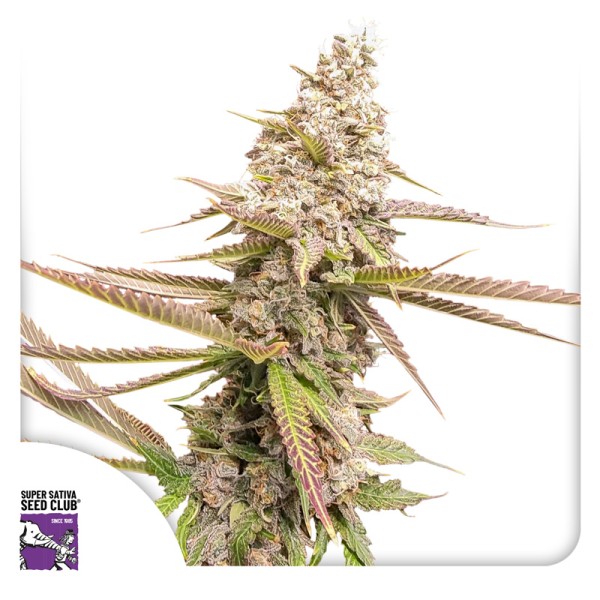 Strawberry Cookies (Feminisierte Samen) von Dutch Passion (3er Pack)