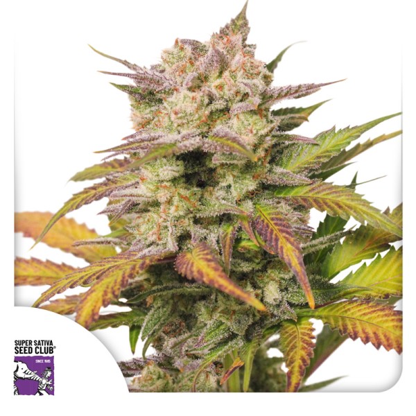 Auto Sweet Bourbon Kush (Autoflower Samen) von Dutch Passion (3er Pack)